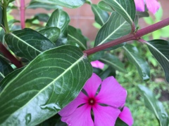 Catharanthus roseus