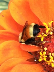Bombus huntii