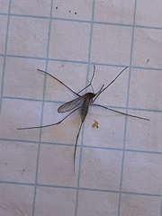 Culicinae