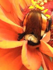 Bombus huntii