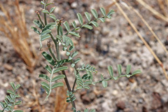 Astragalus speirocarpus