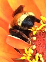 Bombus huntii