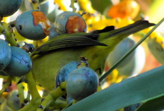 Zosterops virens virens