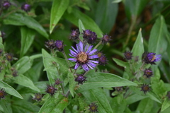 Canadanthus modestus