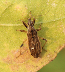 Himacerus major