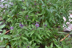 Canadanthus modestus