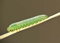 Tenthredopsis