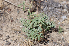 Astragalus speirocarpus
