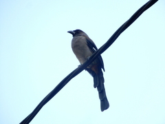 Dendrocitta formosae