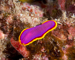 Pseudoceros ferrugineus