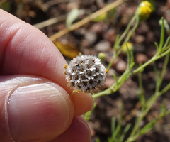 Picradeniopsis multiflora
