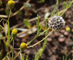 Picradeniopsis multiflora