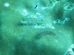Helcogramma striata