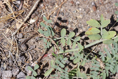 Astragalus speirocarpus