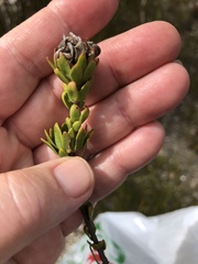 Aspalathus marginata