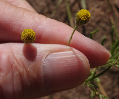 Picradeniopsis multiflora