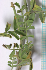 Astragalus speirocarpus