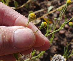 Picradeniopsis multiflora