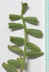 Astragalus speirocarpus