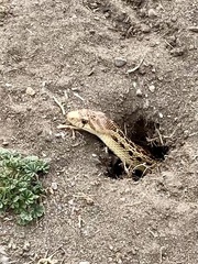 Pituophis catenifer catenifer