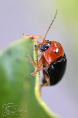 Cryptocephalus