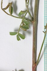 Astragalus speirocarpus