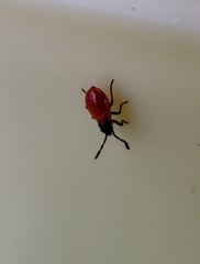 Lygaeoidea