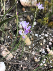 Heliophila juncea
