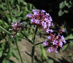 Verbena bonariensis