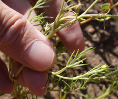 Picradeniopsis multiflora