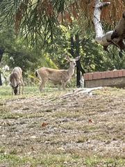 Odocoileus hemionus columbianus