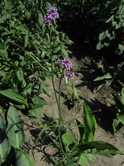 Verbena bonariensis
