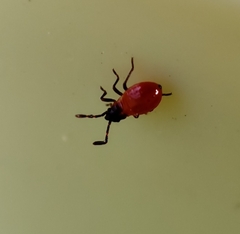 Lygaeoidea