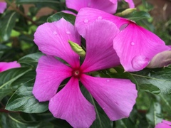 Catharanthus roseus