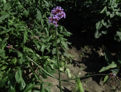 Verbena bonariensis