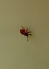 Lygaeoidea