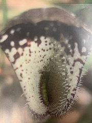 Aristolochia erecta