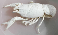 Procambarus simulans