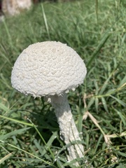 Saproamanita thiersii