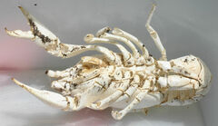 Procambarus simulans