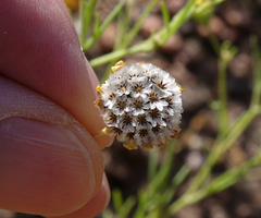 Picradeniopsis multiflora