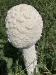 Saproamanita thiersii