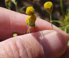 Picradeniopsis multiflora