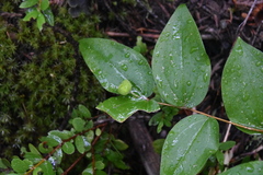 Prosartes trachycarpa