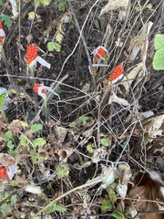 Arum italicum