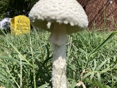 Saproamanita thiersii