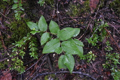 Prosartes trachycarpa