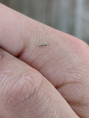 Chrysoperla rufilabris