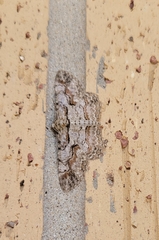 Iridopsis defectaria