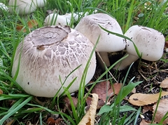 Agaricus xanthodermus